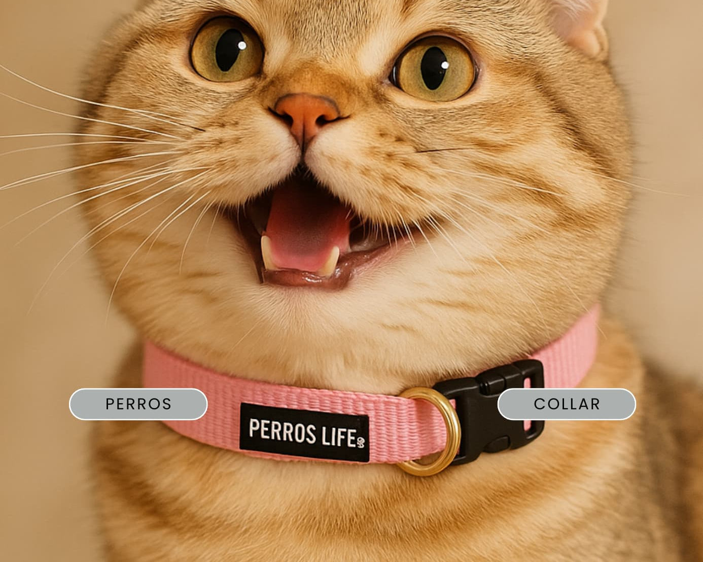 【メディア掲載】「ねこのきもち」2025年8月号にPERROS 猫の首輪が掲載されました! - Alice's Dog & Cat