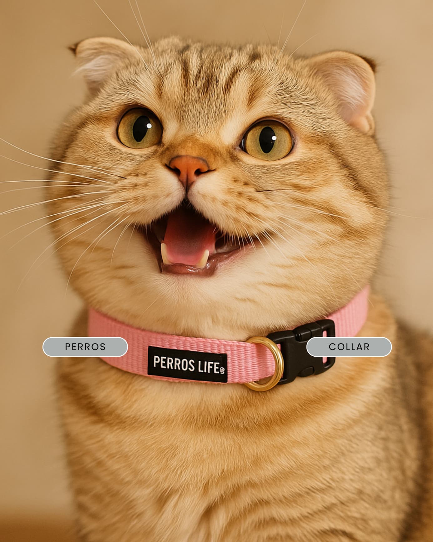【メディア掲載】「ねこのきもち」2025年8月号にPERROS 猫の首輪が掲載されました! - Alice's Dog & Cat