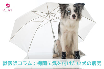 獣医師コラム：梅雨に気を付けたい犬の病気