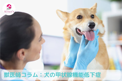 獣医師コラム：犬の甲状腺機能低下症