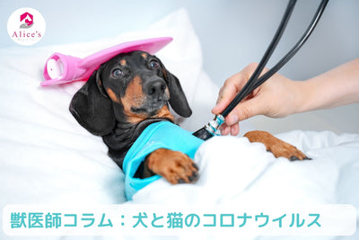獣医師コラム：【コロナウイルス】犬と猫が感染するコロナウイルについて