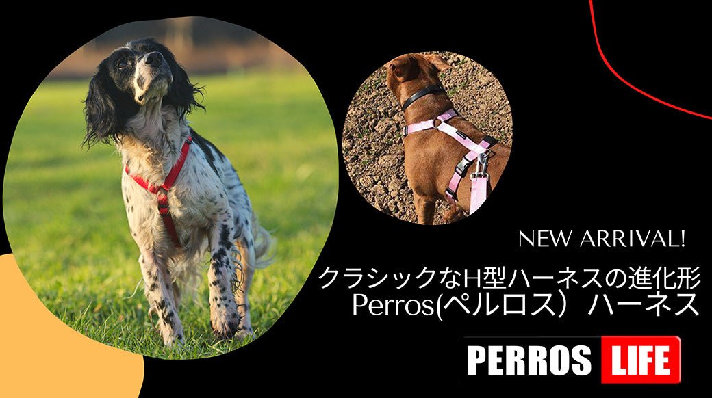 【新ブランドのご案内】H型ハーネスの進化形 PERROS(ペルロス) - Alice's Dog & Cat