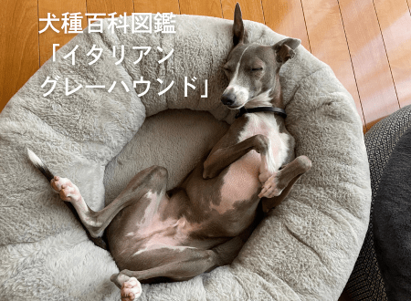 犬種百科図鑑-犬との暮らし｜穏やかで家族思いの「イタリアングレー