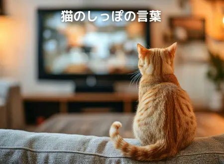 【猫のしっぽの動きで気持ちがわかる!?】今日からできる猫との心の距離の縮め方 - Alice's Dog & Cat