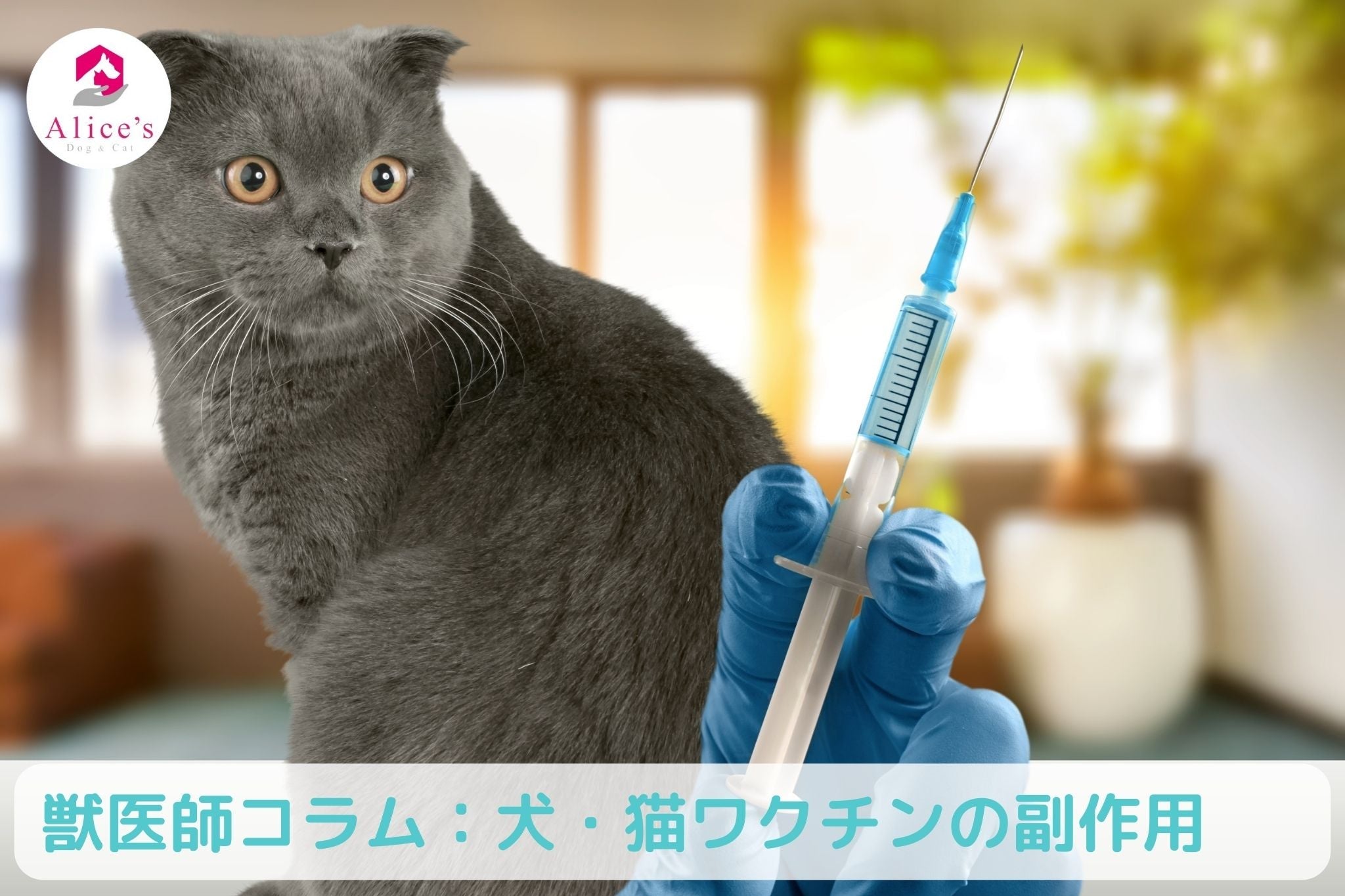 獣医師コラム:犬・猫ワクチンの副反応とは - Alice's Dog & Cat