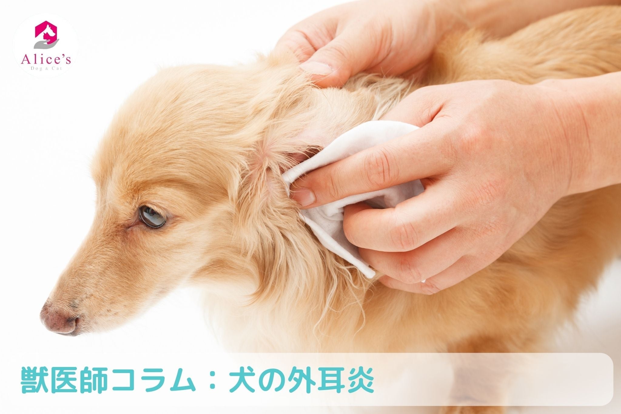 獣医師コラム:犬の外耳炎 - Alice's Dog & Cat
