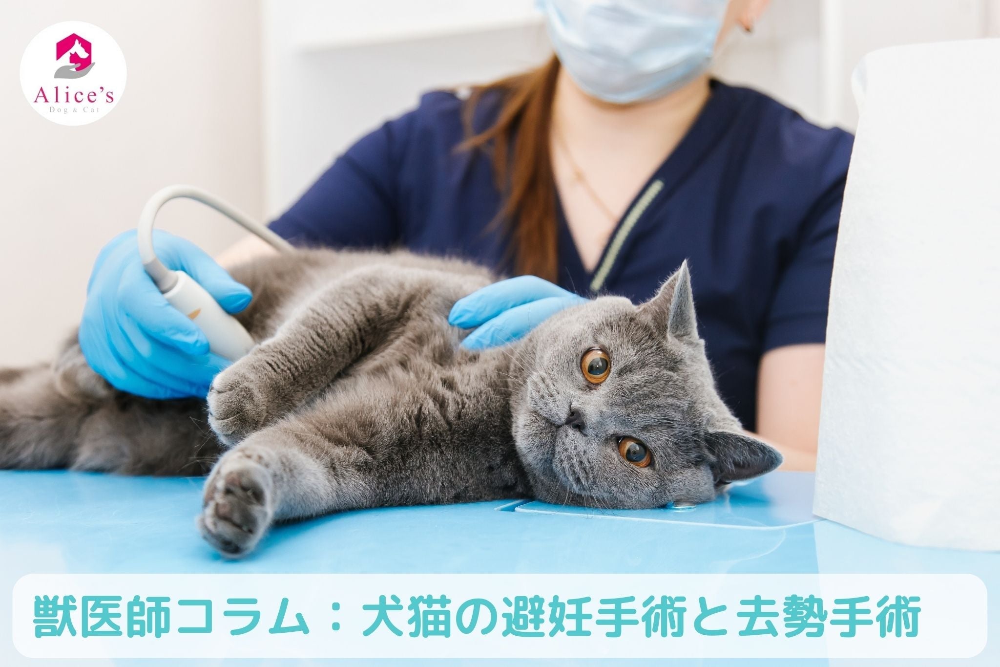 獣医師コラム:犬猫の避妊手術と去勢手術 - Alice's Dog & Cat