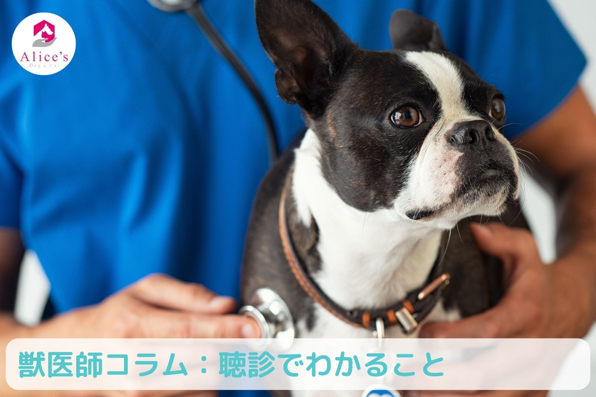 獣医師コラム:聴診でわかること~雑音が聴こえると言われたら~ - Alice's Dog & Cat