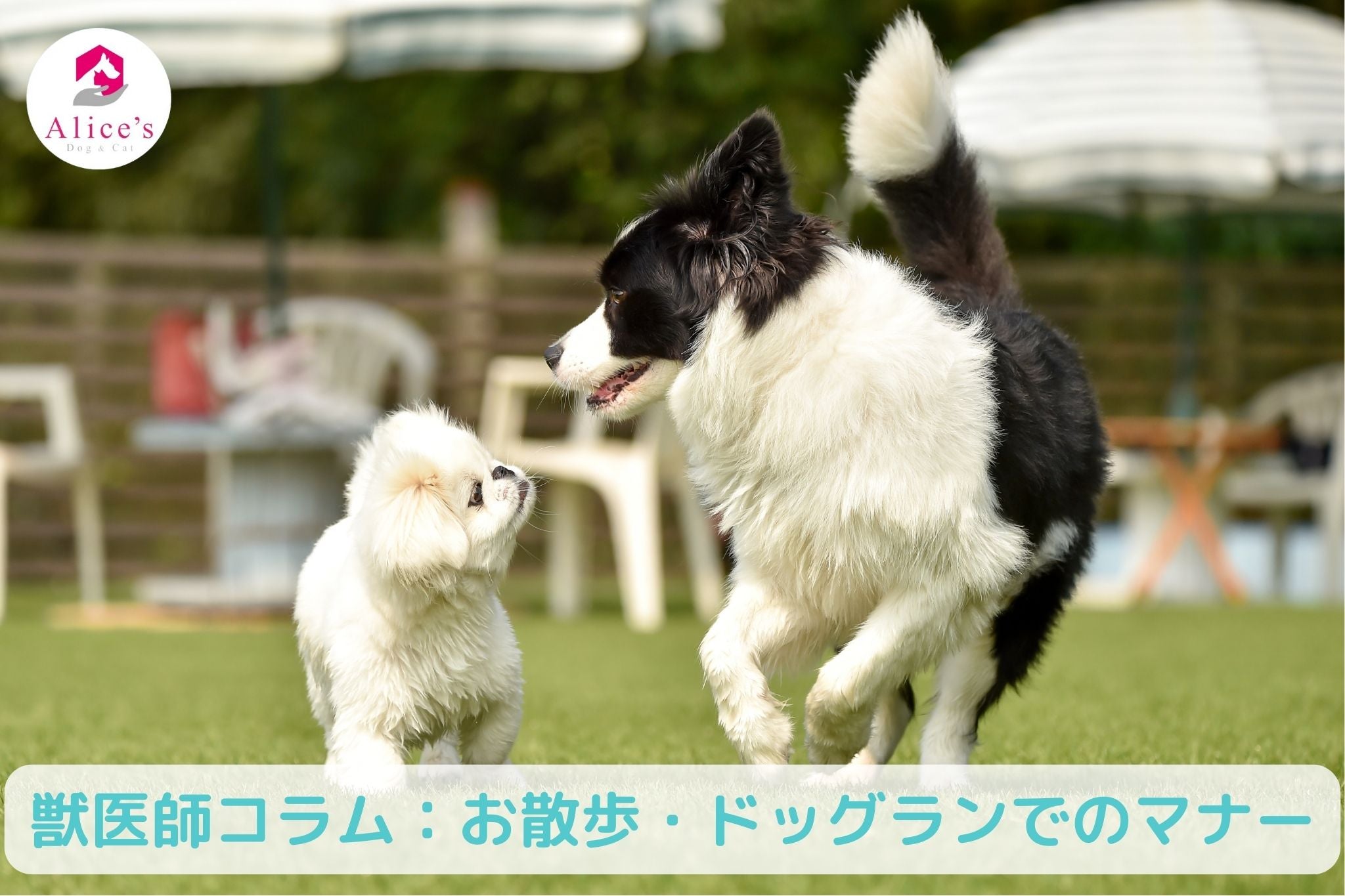 獣医師コラム:【お散歩・ドックランでのマナー 】ワンちゃんと人が気持ちよく過ごすために - Alice's Dog & Cat