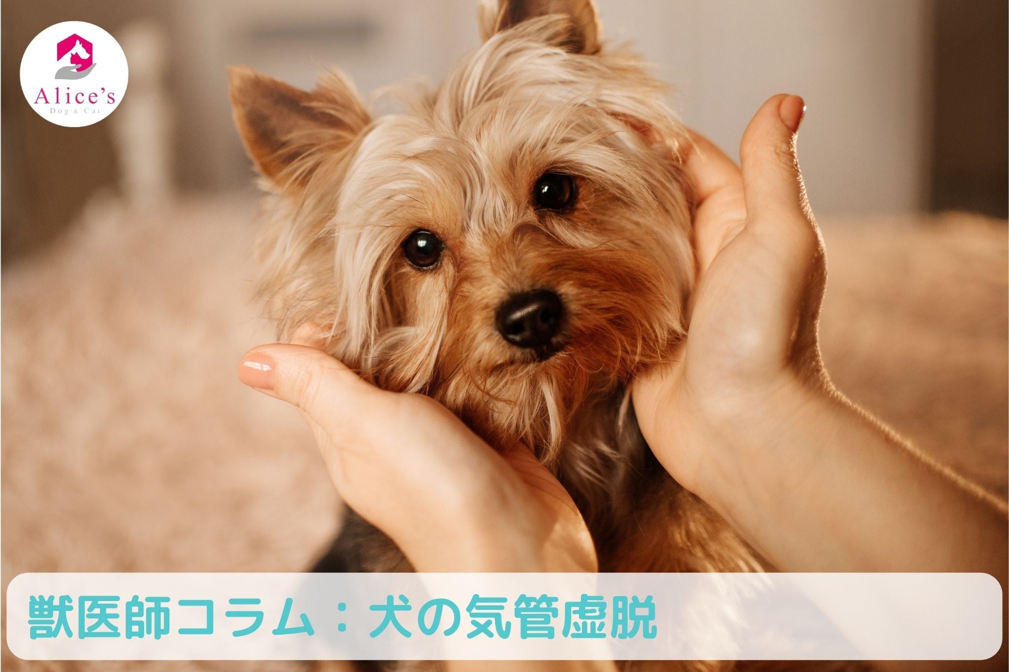 獣医師コラム:犬の気管虚脱 - Alice's Dog & Cat