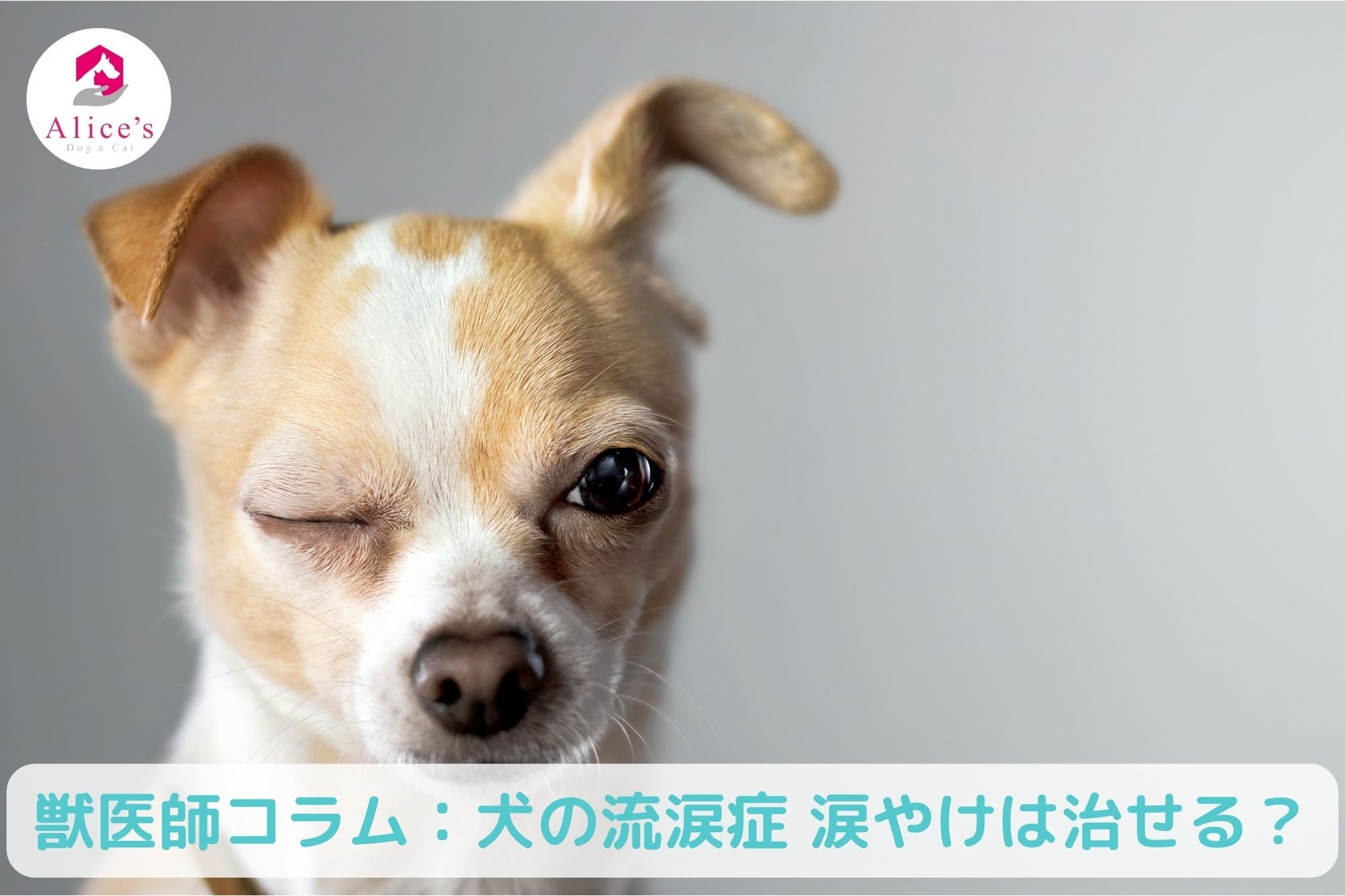 獣医師コラム:【犬の流涙症】涙やけは治せる? - Alice's Dog & Cat