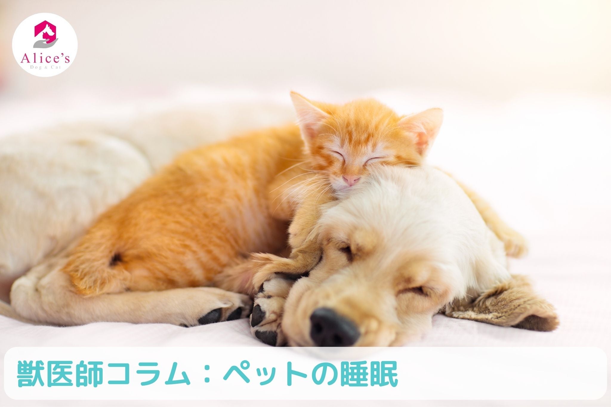 獣医師コラム:ペットの睡眠 - Alice's Dog & Cat