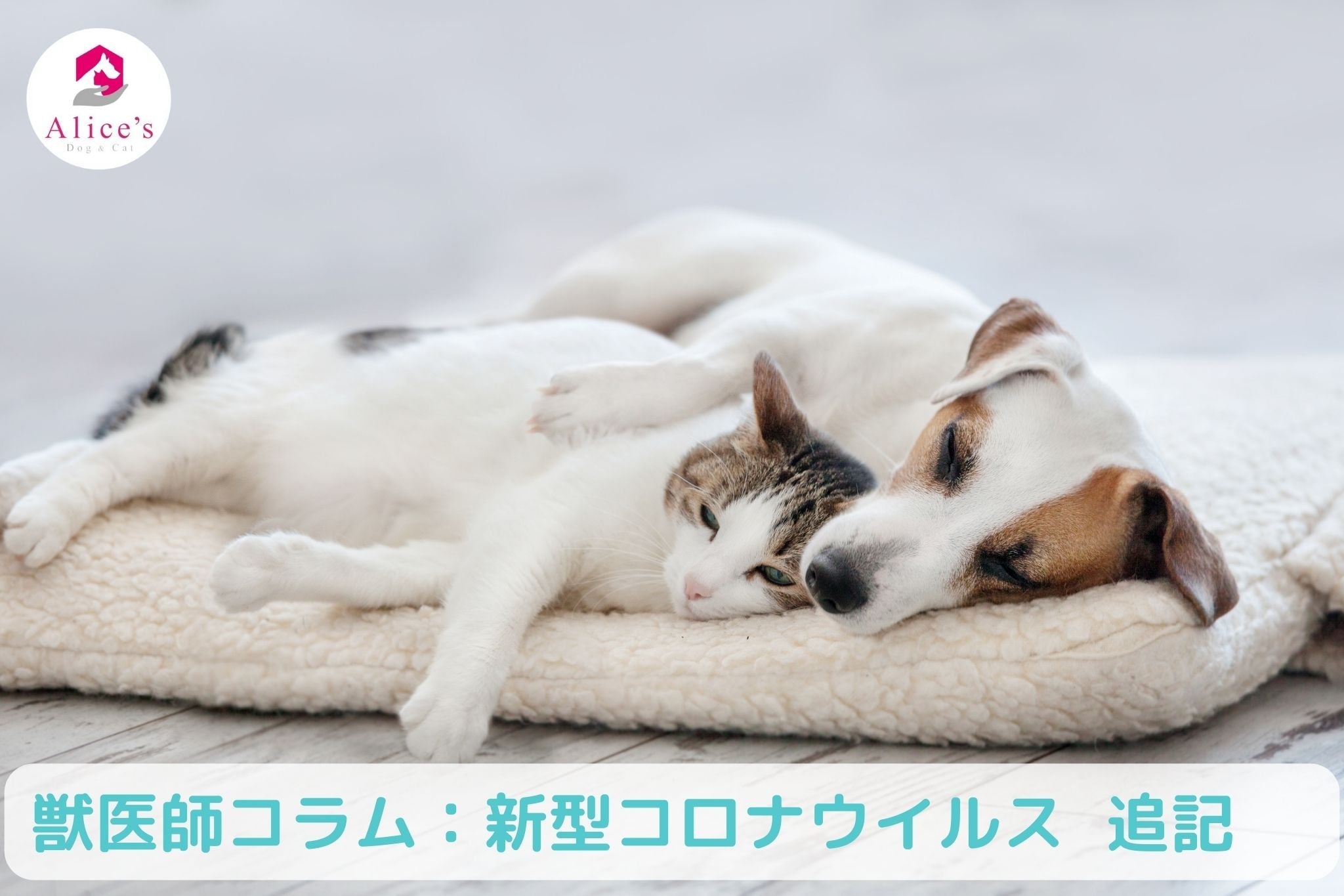 獣医師コラム:ペットと新型コロナウイルスについて 追記 - Alice's Dog & Cat