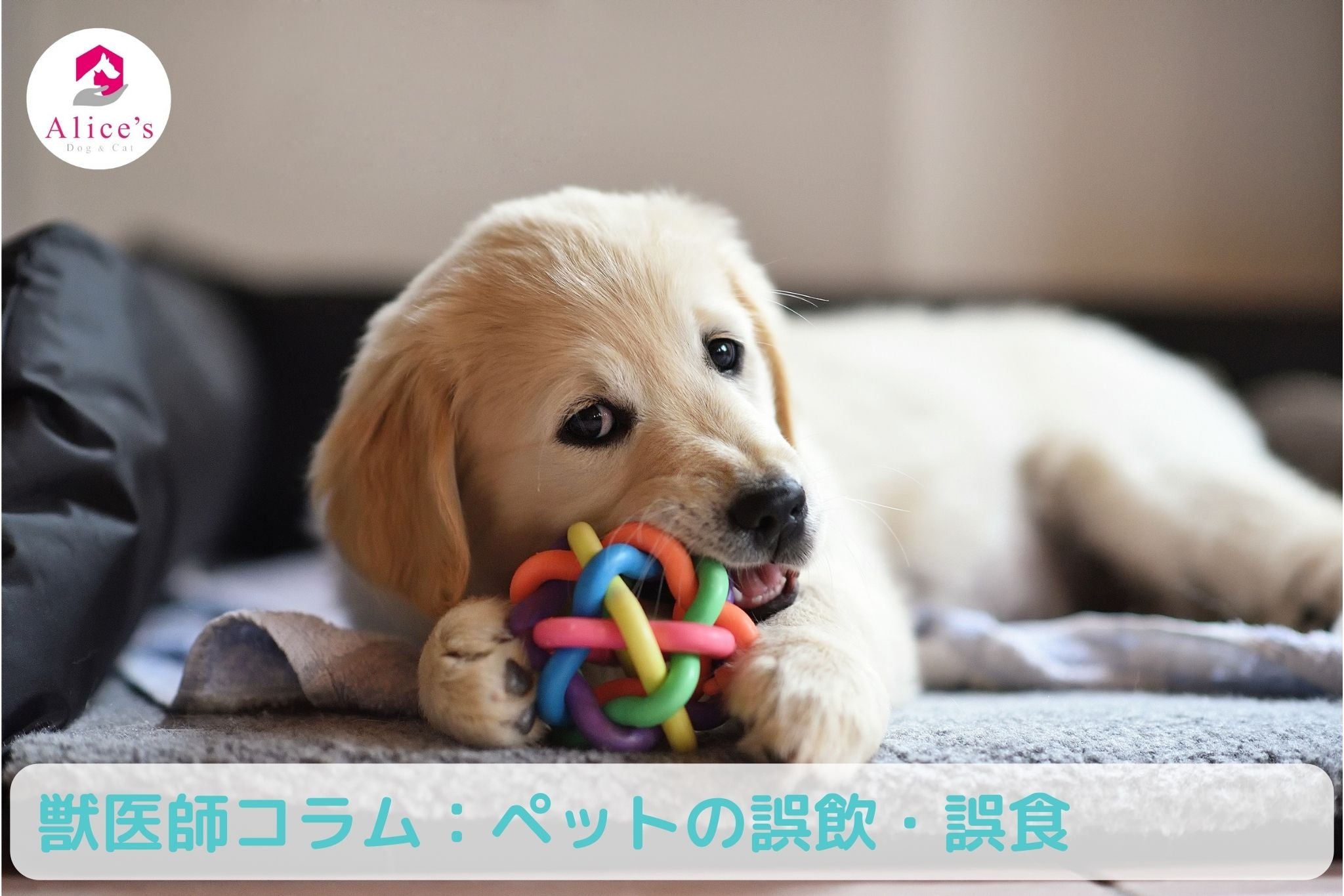 獣医師コラム:ペットの誤飲・誤食 - Alice's Dog & Cat