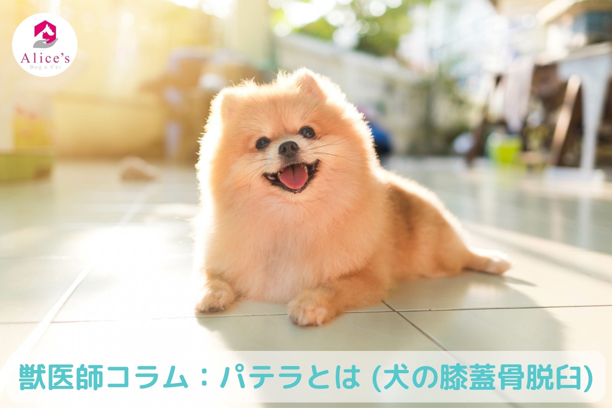 獣医師コラム:パテラとは (犬の膝蓋骨脱臼) - Alice's Dog & Cat