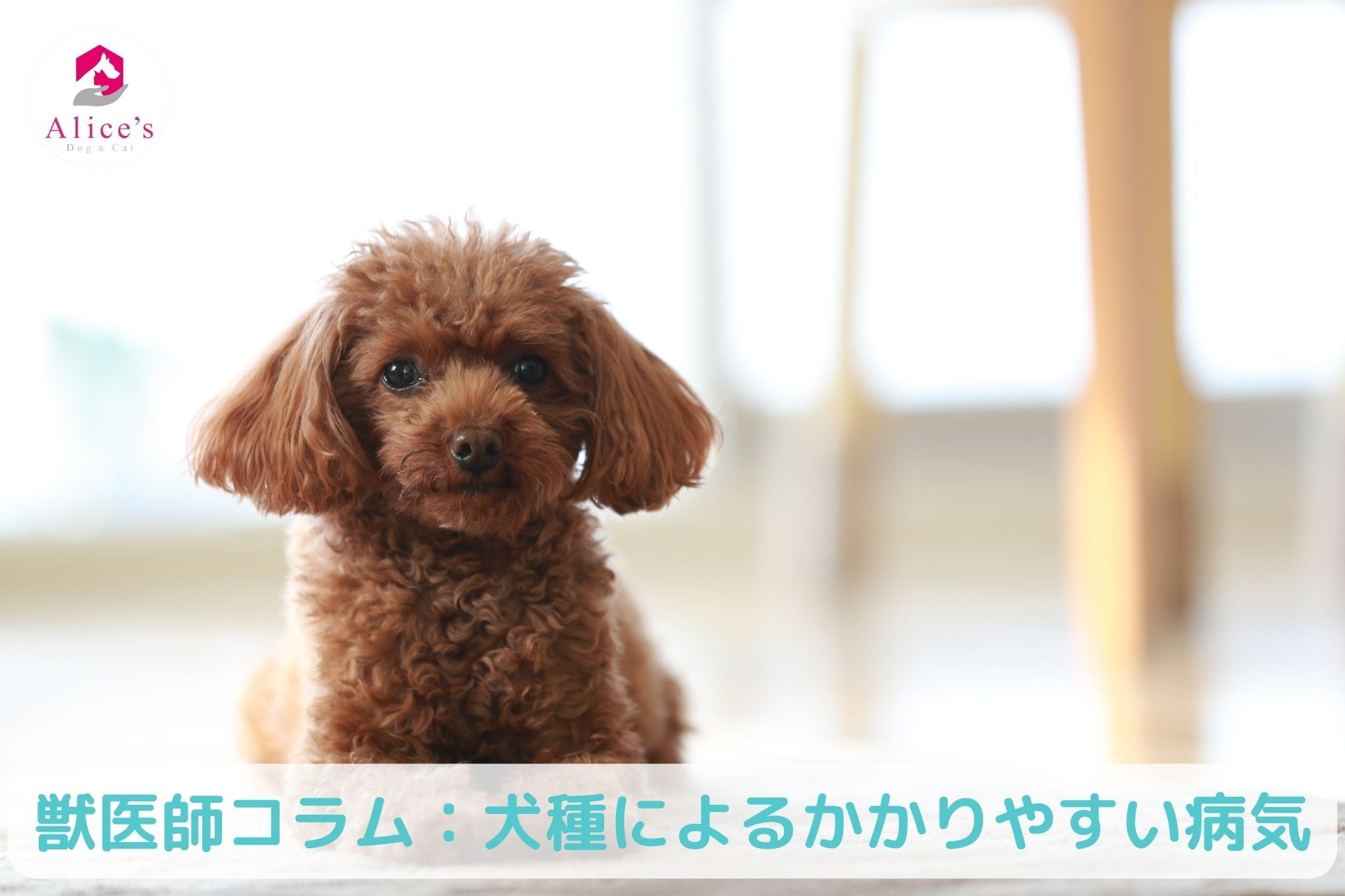 獣医師コラム:犬種によるかかりやすい病気 - Alice's Dog & Cat