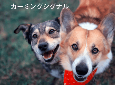 犬の気持ちが分かるようになる｜カーミングシグナル（犬語）とは