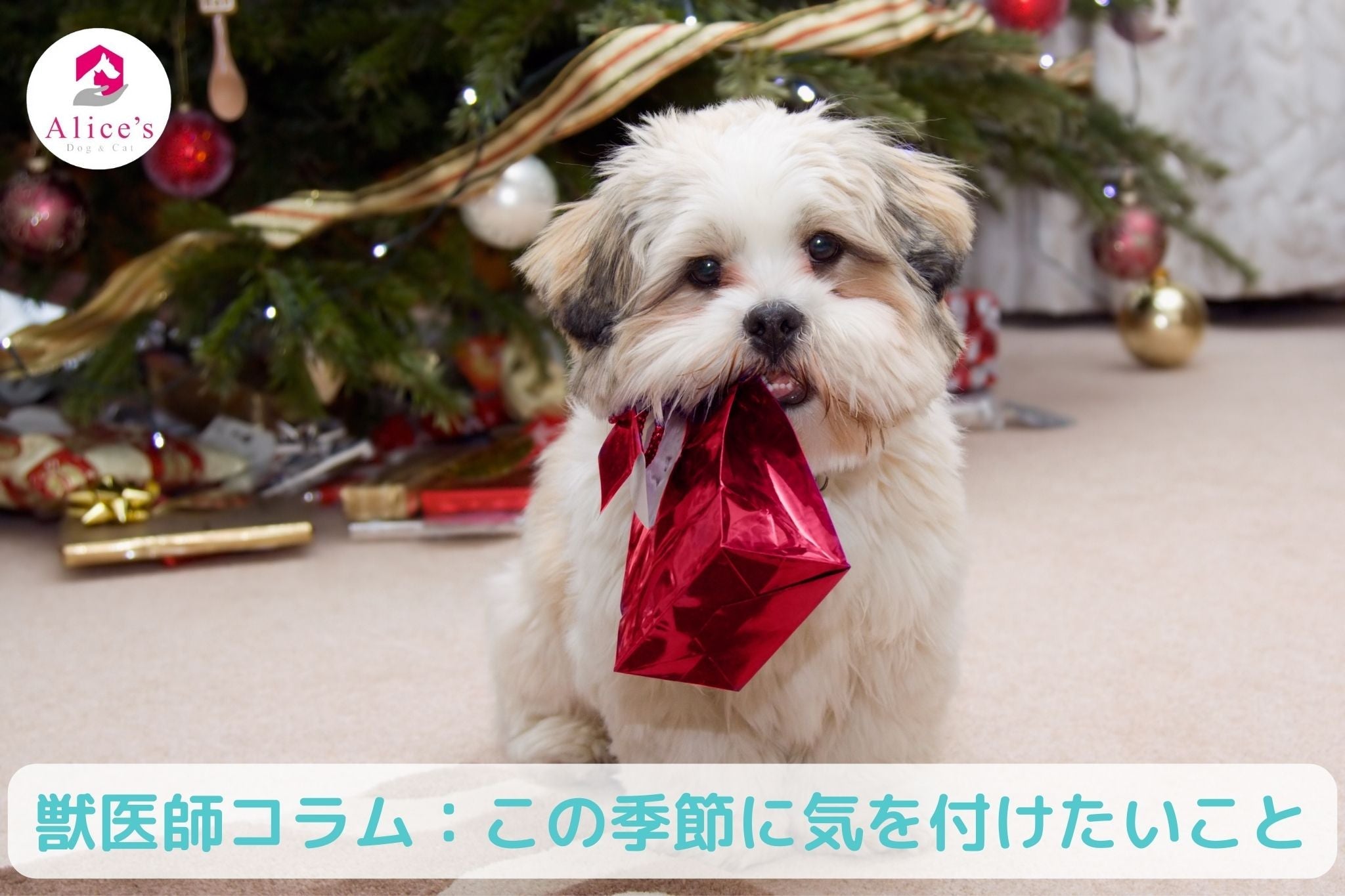獣医師コラム:クリスマス・お正月 ~これからの季節に気をつけたいこと~ - Alice's Dog & Cat