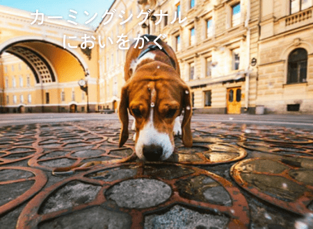 カーミングシグナル「犬語」においをかぐ - Alice's Dog & Cat