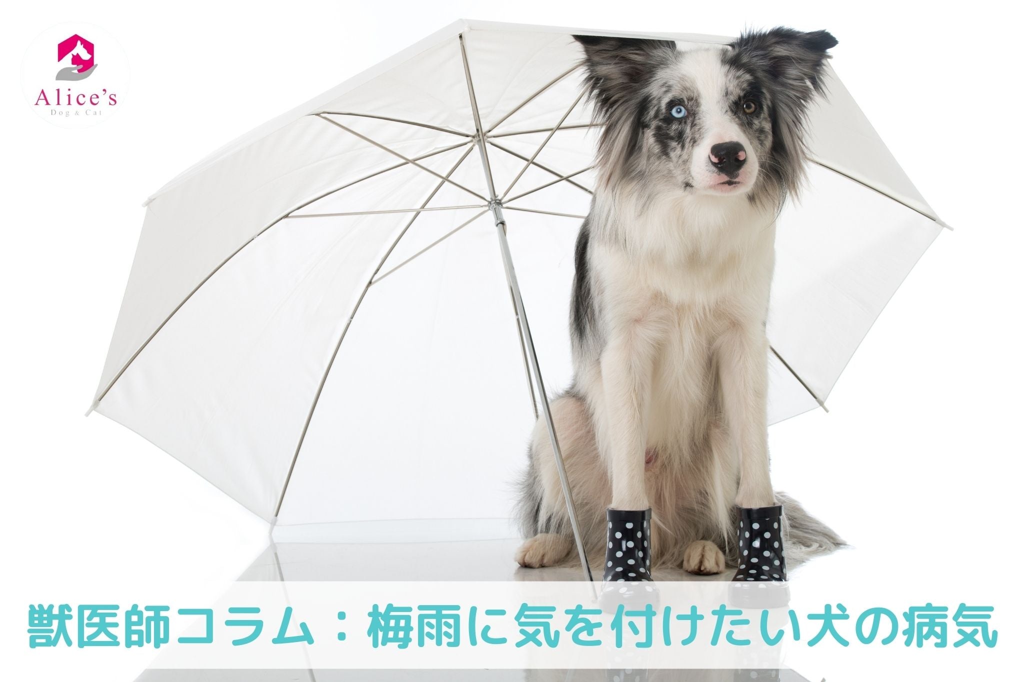 獣医師コラム:梅雨に気を付けたい犬の病気 - Alice's Dog & Cat