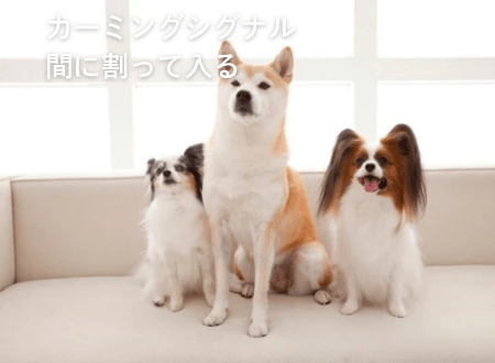 カーミングシグナル「犬語」間に割って入る - Alice's Dog & Cat