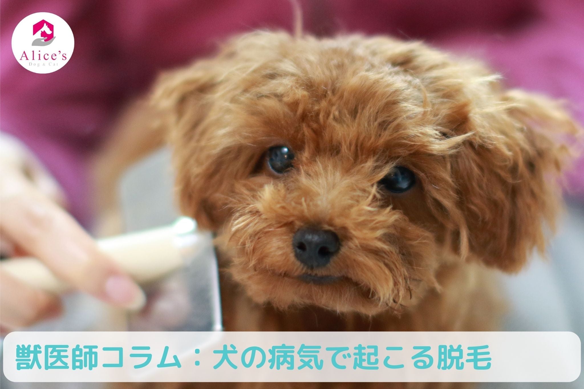 獣医師コラム:病気で起こる脱毛 - Alice's Dog & Cat