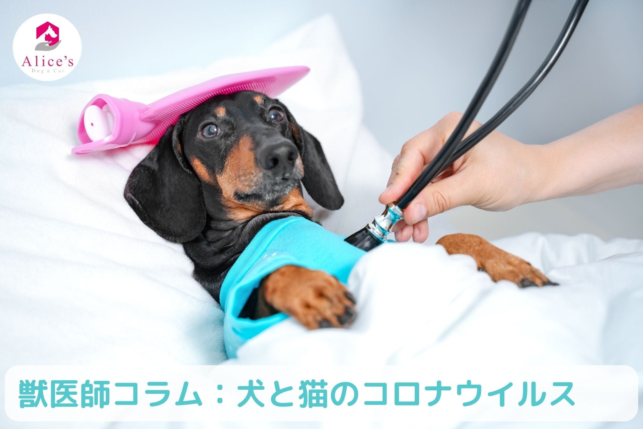 獣医師コラム:【コロナウイルス】犬と猫が感染するコロナウイルについて - Alice's Dog & Cat