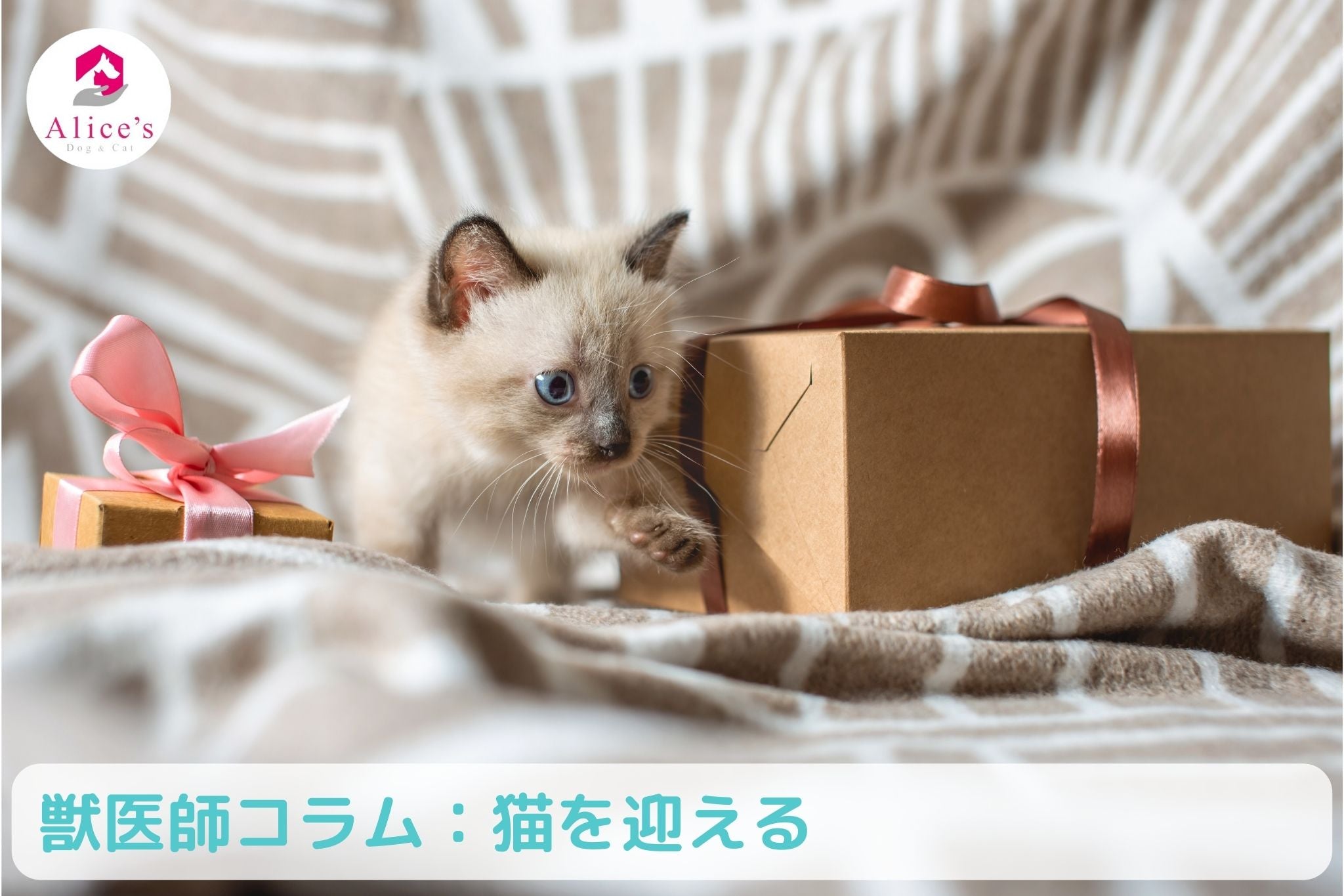 獣医師コラム:猫を迎える準備 - Alice's Dog & Cat