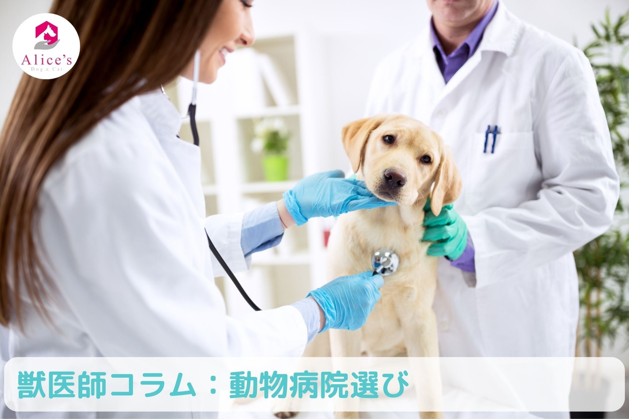 獣医師コラム:【動物病院選び】うちの子にあった動物病院は? - Alice's Dog & Cat