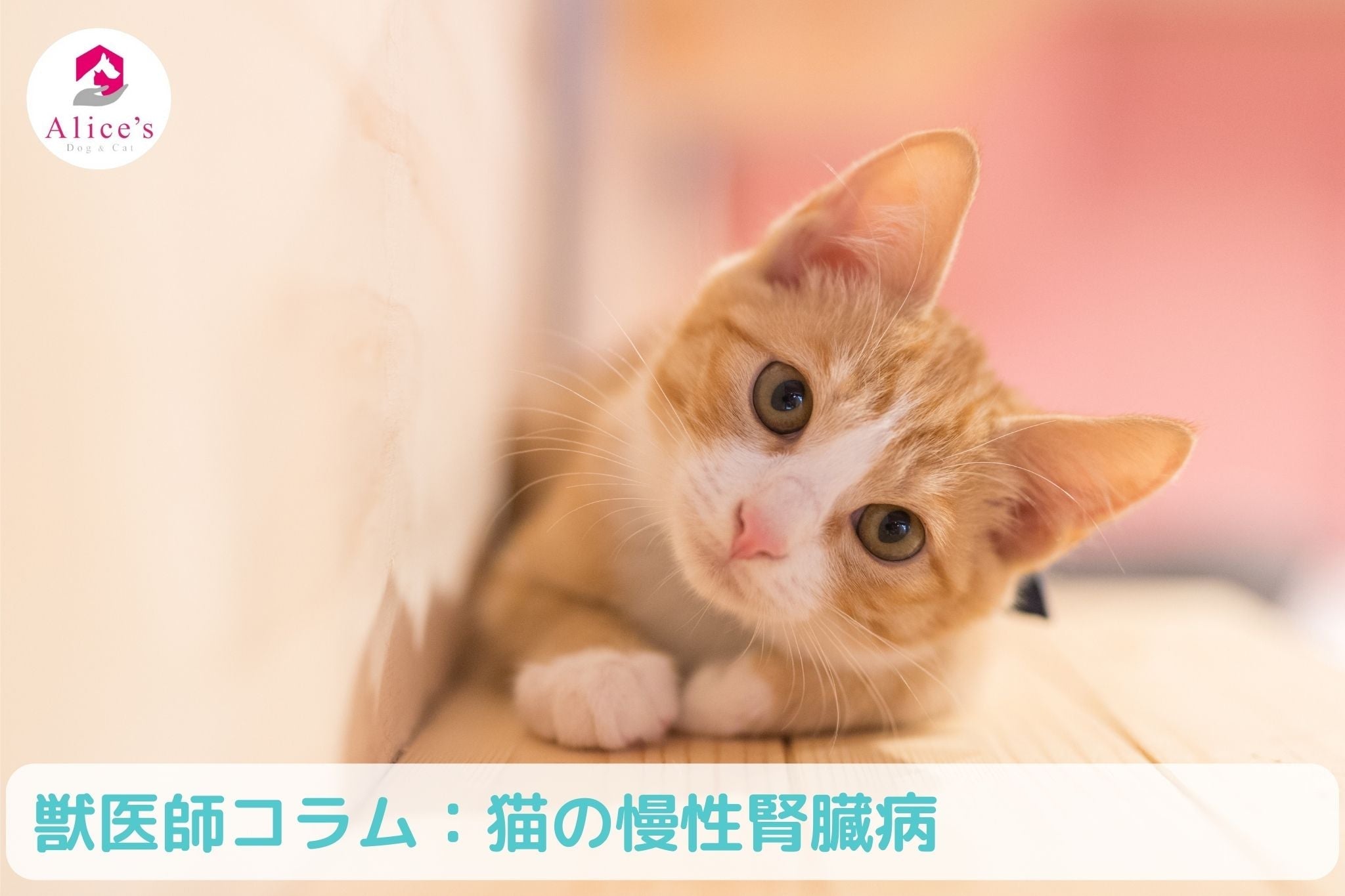 獣医師コラム:猫の慢性腎臓病【腎臓病の新薬開発される⁉】 - Alice's Dog & Cat