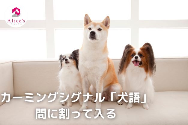 カーミングシグナル「犬語」｜犬が間に割って入る意味と対処法｜ペットライプに役立つ情報 – Alice's Dog & Cat