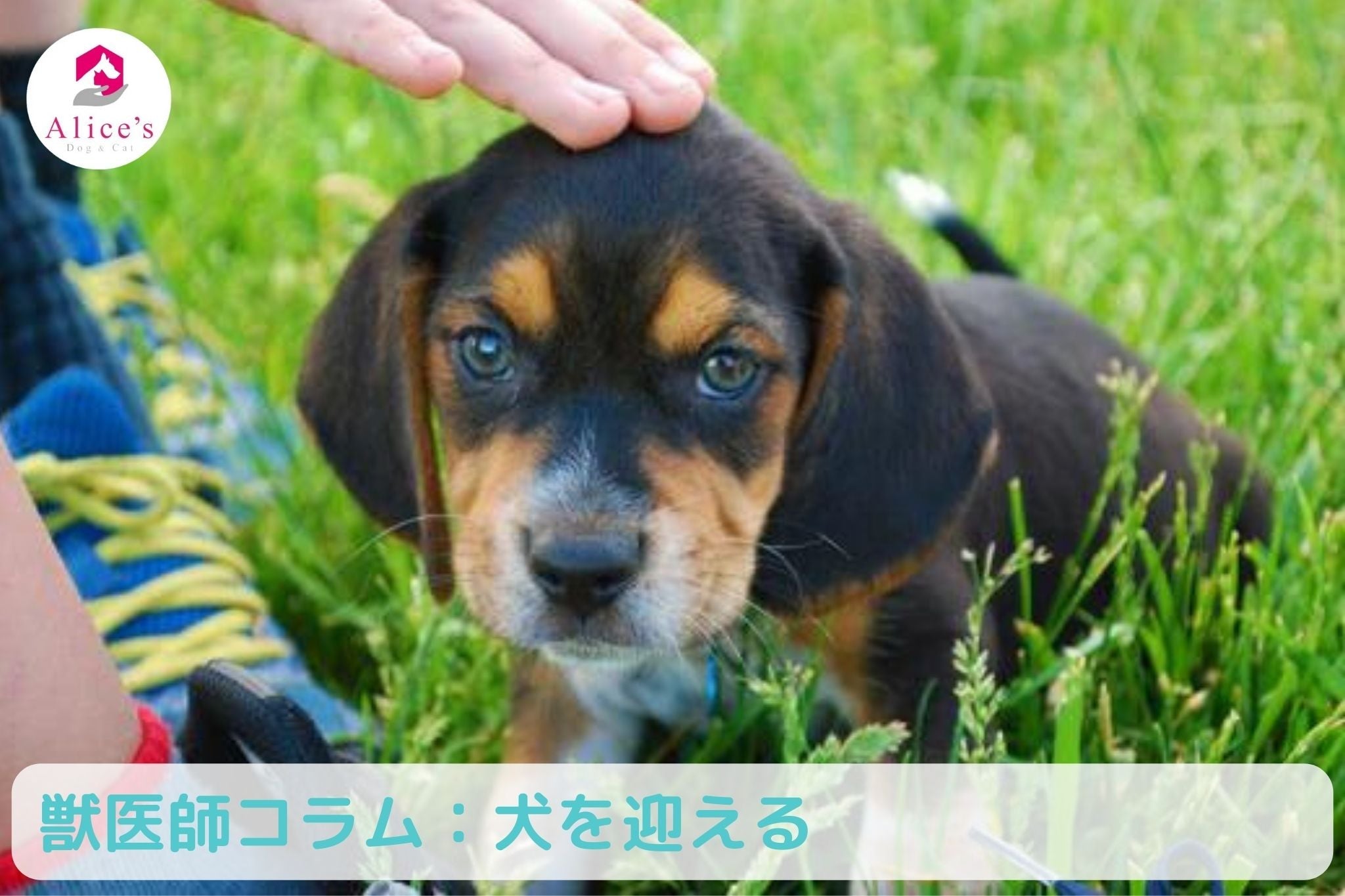 獣医師コラム:犬を迎える準備 - Alice's Dog & Cat