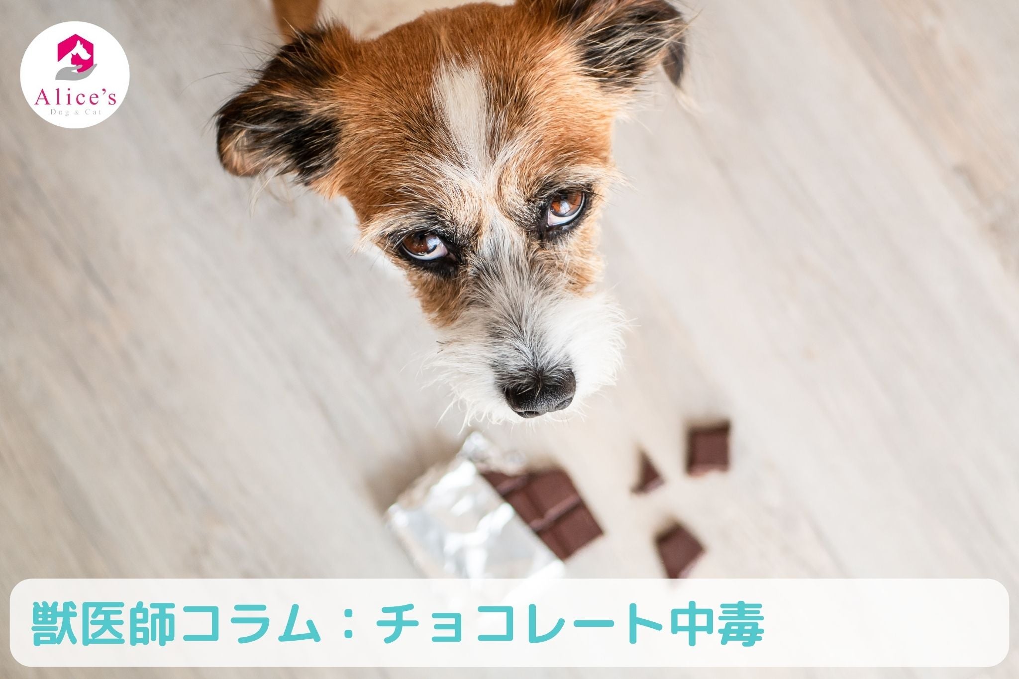 獣医師コラム:チョコレート中毒【ペットがチョコを食べてしまったら】 - Alice's Dog & Cat