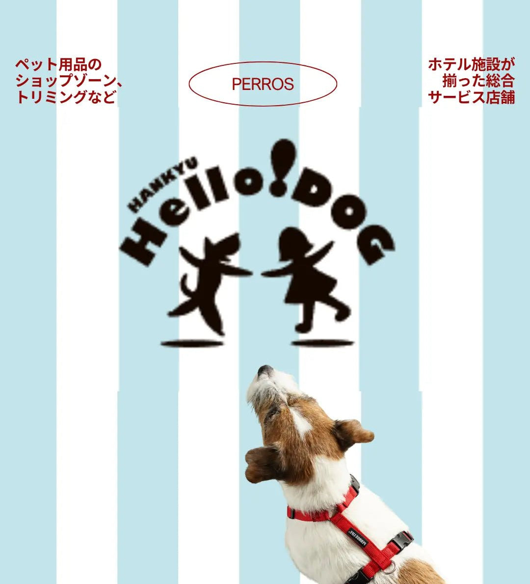 【販売店ご案内】西宮阪急店 PERROS ハーネス&リーシュ販売スタート - Alice's Dog & Cat