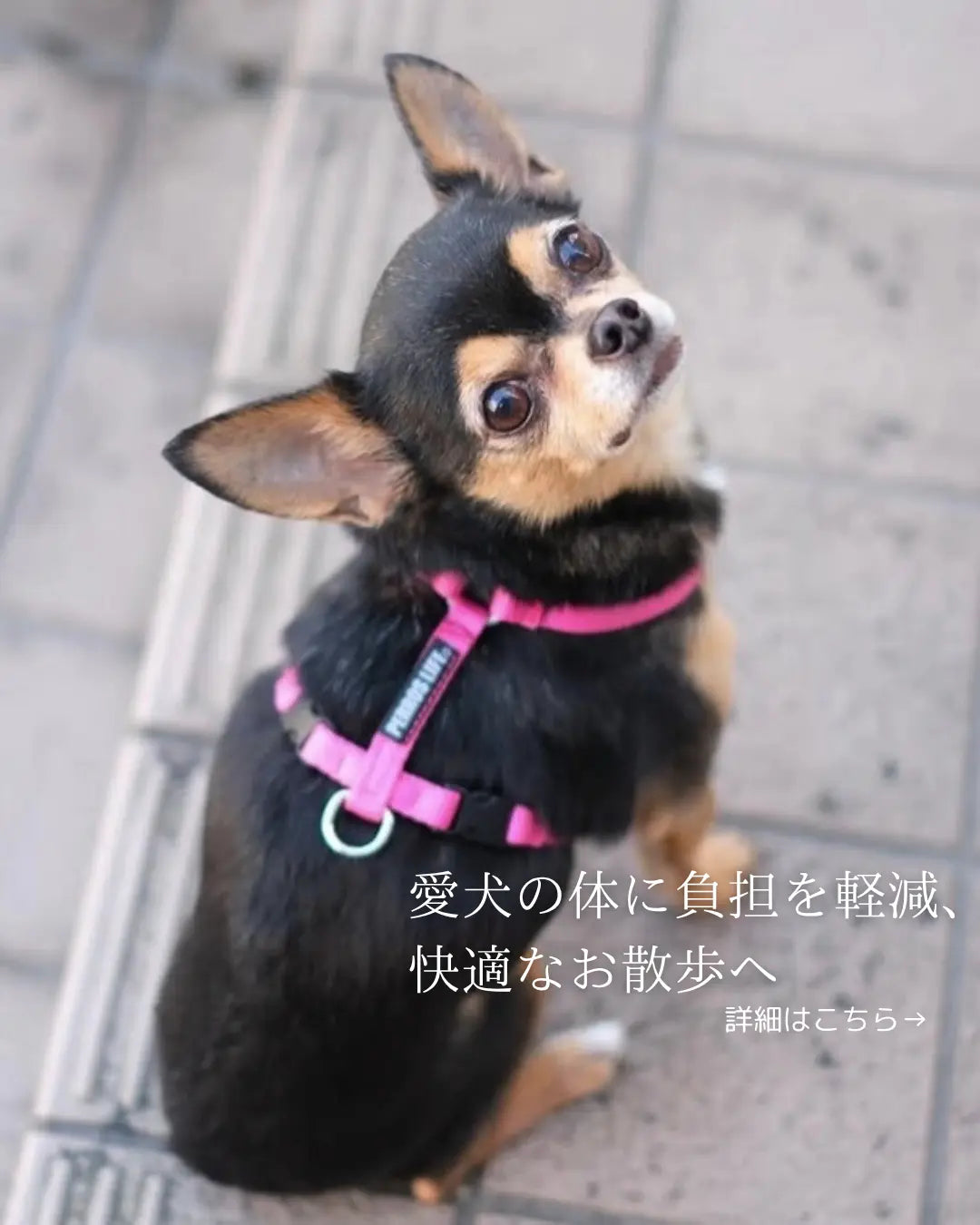 犬用ハーネス チワワ ピンクカラー