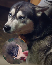 犬猫の抜け毛取り - ZOORO 長毛用 グルーミングコーム ロングタイプ | プロ仕様のペット用ブラシ
