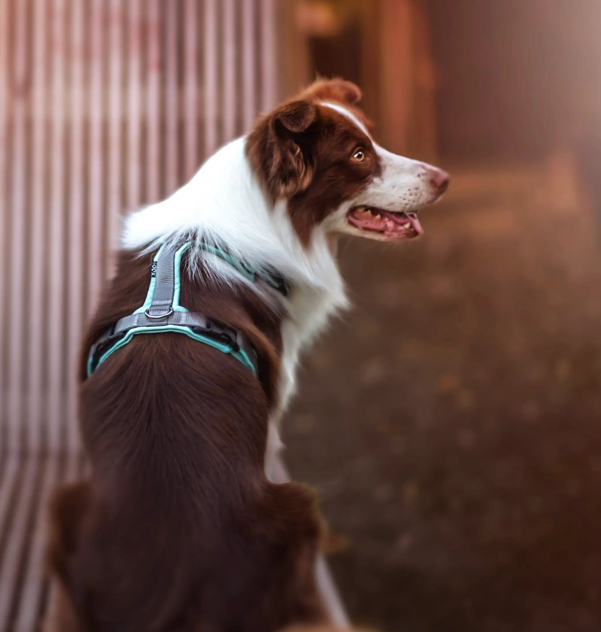 犬用ハーネス カスタマイズ オリジナルハーネス