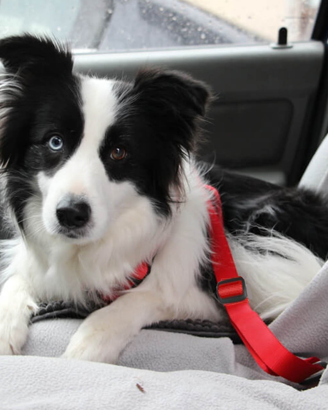 犬用車用シートベルトリード｜PERROS｜安全な移動をサポート