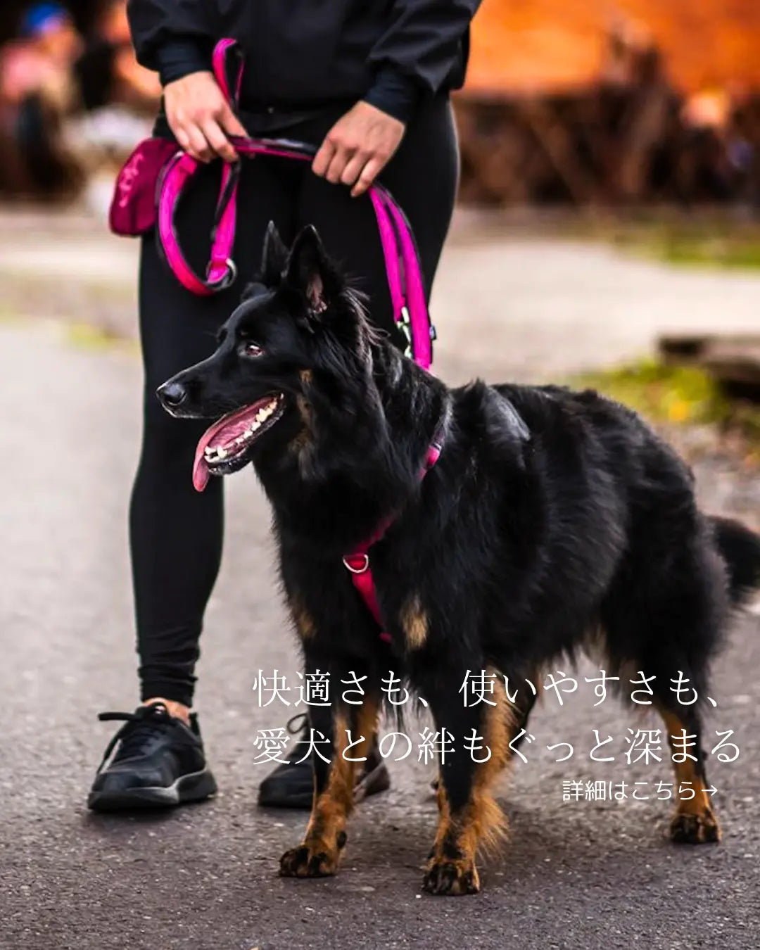 犬の散歩 快適アイテム