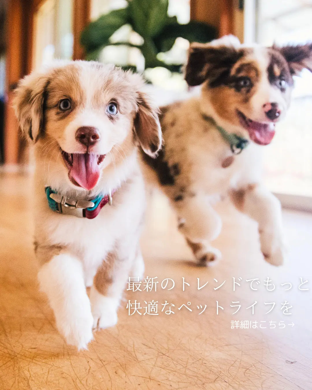 ペット用品 人気