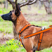 犬用リード 4dox - スウィッチリーシュ 2M 多機能|ペット用リード|犬用リード ドッグトレーニング用 4doxスウィッチリーシュで犬の歩き癖を改善