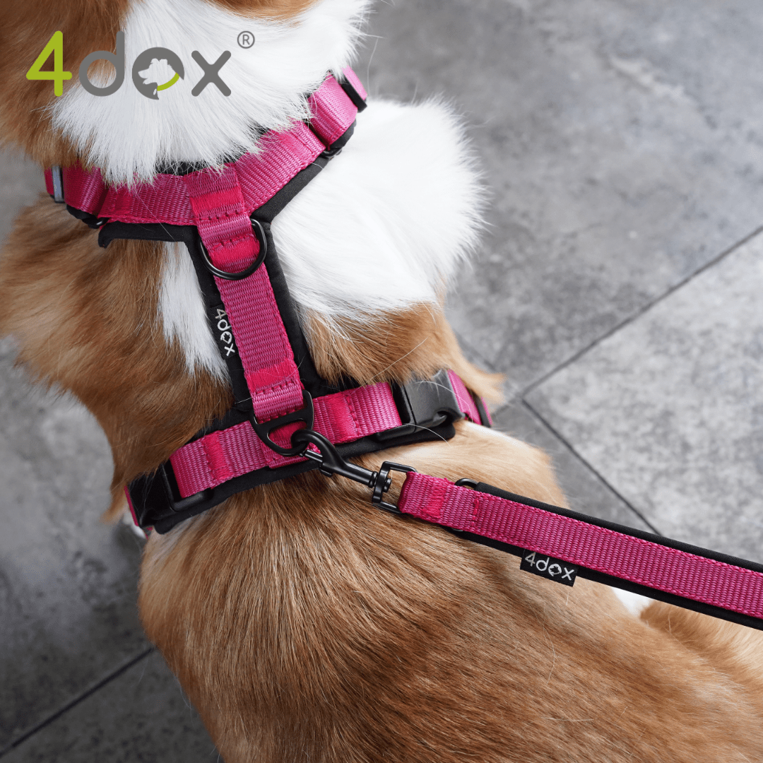 犬用リード 4dox - スウィッチリーシュ 2M 多機能|ペット用リード|犬用リード 4dox - スウィッチリーシュ 2M | 1本で多機能 2頭一緒に使用 肩掛け対応 4way リード