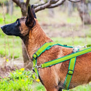 犬用リード 4dox - スウィッチリーシュ 2M 多機能|ペット用リード|犬用リード ドッグトレーニング用 4doxスウィッチリーシュで犬の歩き癖を改善