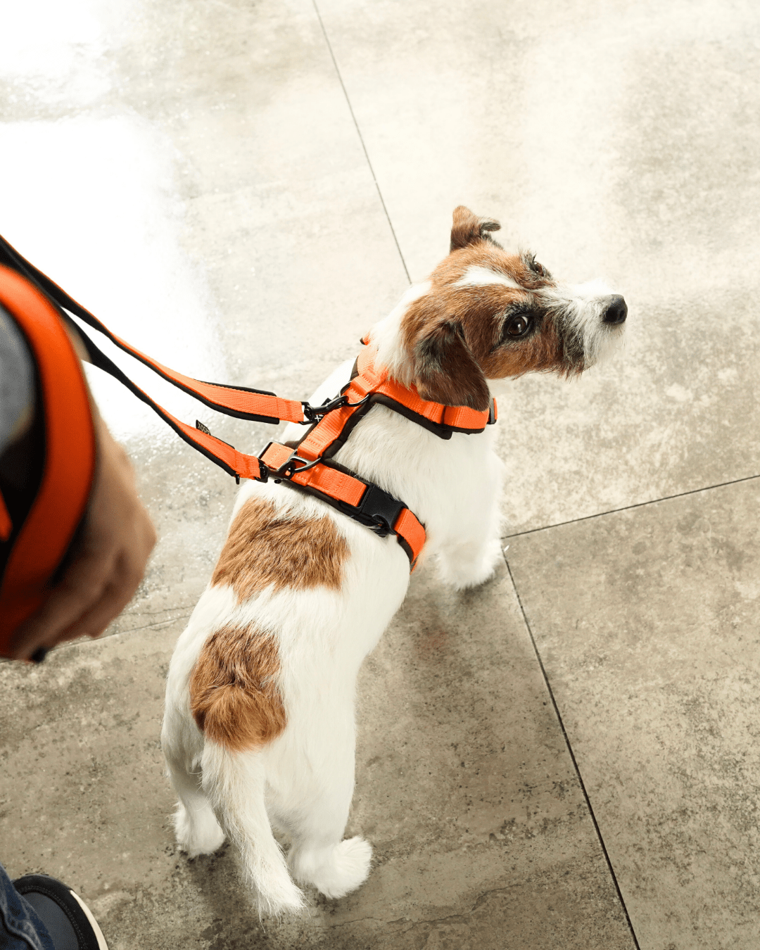 犬用リード 4doxスウィッチリージュ|1本で多機能 シーンに合わせて 犬用リード 4doxスウィッチリージュ|1本で多機能 シーンに合わせて