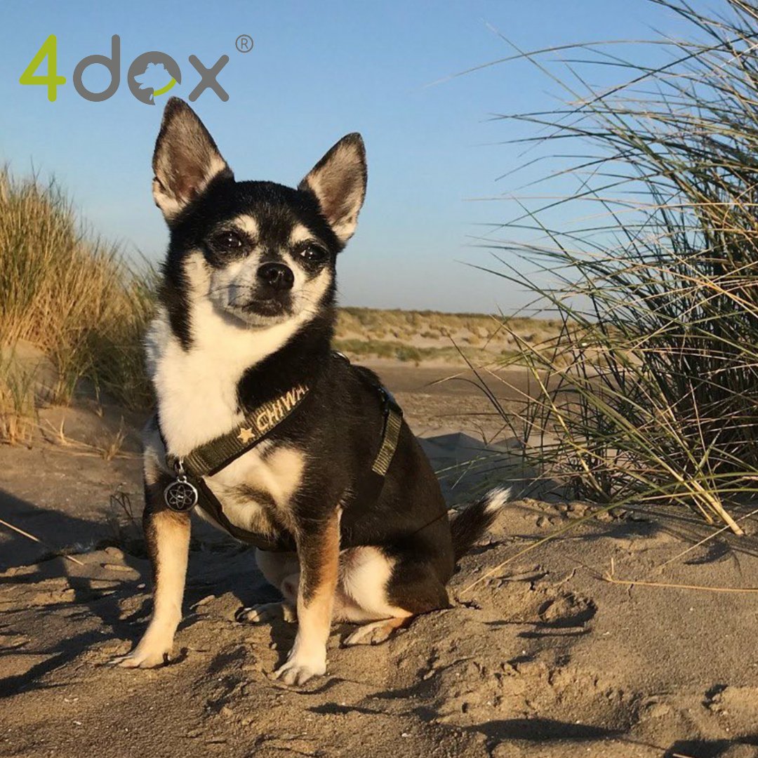 犬用リード 4dox スウィッチリーシュ – カスタムメイドリーシュ 2M|ペット用リード|