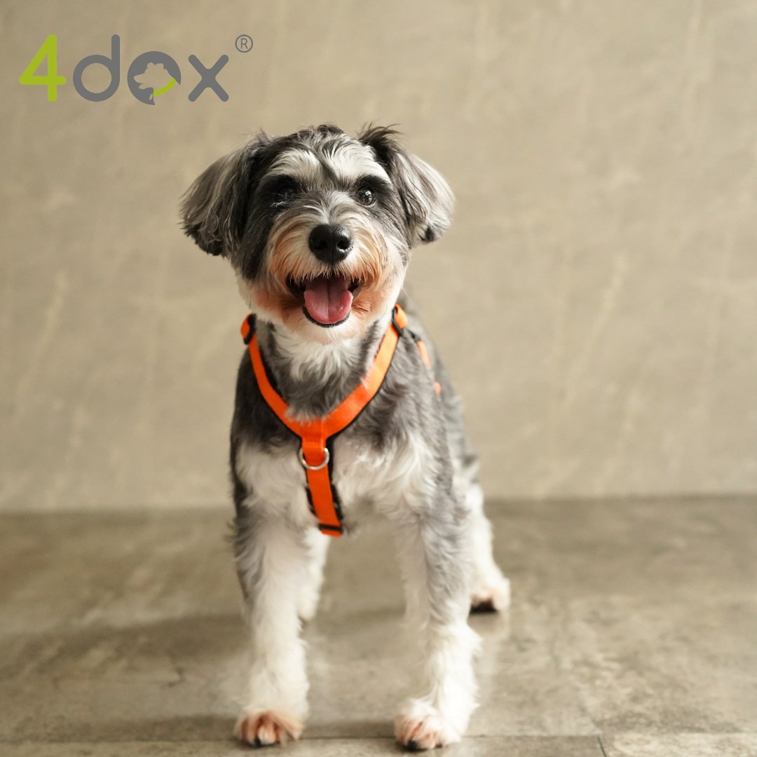 犬用ハーネス 4dox - コンフォートプラスハーネス|ペット用首輪・ハーネス|