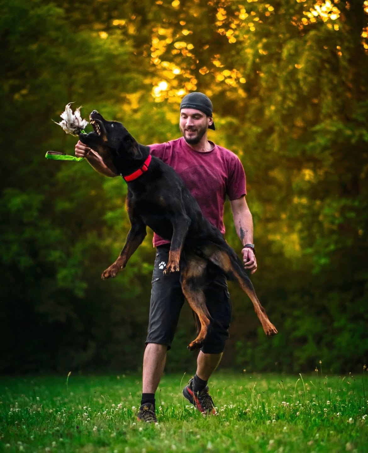 犬猫用 4dox 羊毛ドラッグトイ L サイズ 衝撃吸収リード付き|ペット・ペット用品|犬猫用 4dox 羊毛ドラッグトイ L サイズ 衝撃吸収リード付き