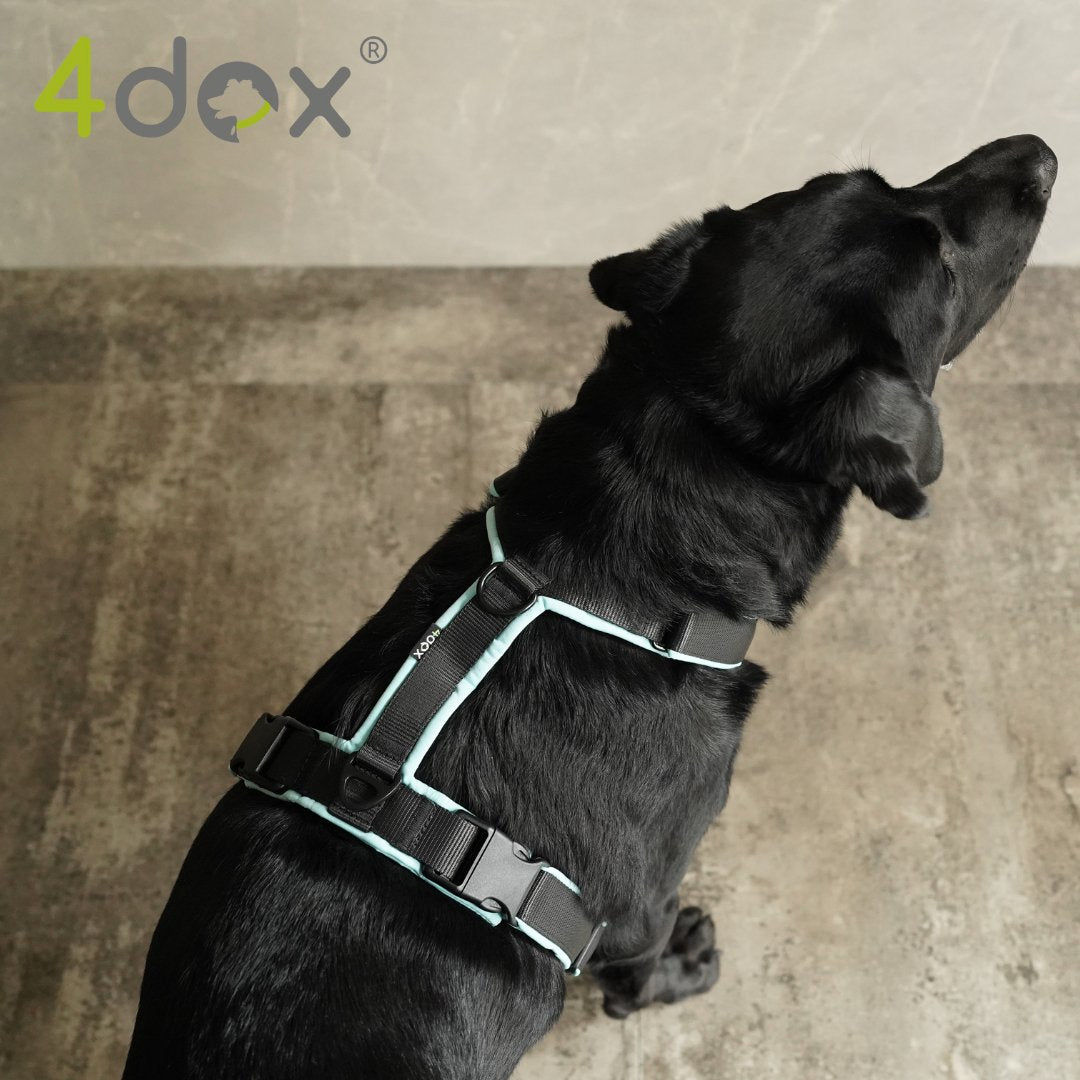 犬用ハーネス 4dox - コンフォートプラスハーネス|ペット用首輪・ハーネス|