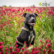 犬用ハーネス 4dox - コンフォートプラスハーネス|ペット用首輪・ハーネス|犬用ハーネス 4dox - 安全・快適でおしゃれなデザインの散歩用ハーネス|ペット用首輪・ハーネス