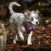 犬用ハーネス 4dox - パープルカラー | 全体パッド付きで引っ張りの負担を軽減|ドッグトレーナー推奨